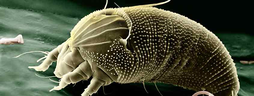 Dust mites